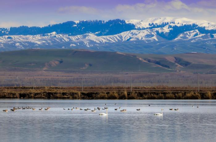 那拉提国家湿地公园：候鸟归来舞翩跹