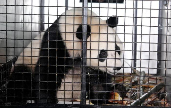 大熊猫“荷风”“兰韵”启程赴奥地利旅居