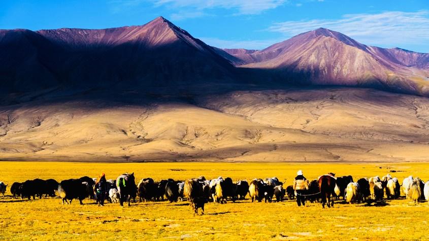 青海都兰百万头牛羊转场至秋季牧场
