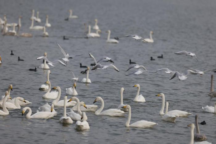 河南三门峡：黄河湿地上演“天鹅舞”