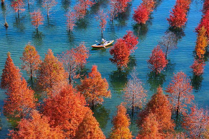 浙江长兴水杉林五彩斑斓