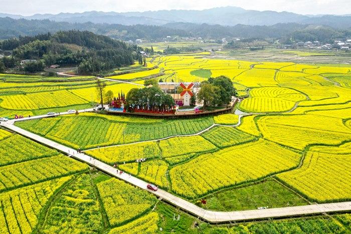 春日赏花季！湖南会同万亩油菜花田竞相绽放