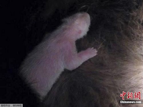 Ұ���������մ���è������������ز�۱�ʾ�ź�