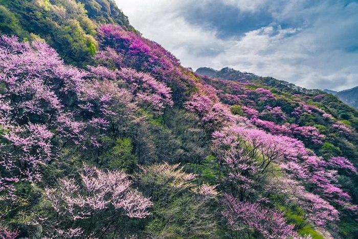秦岭腹地紫荆花开 漫山粉紫宛如画卷