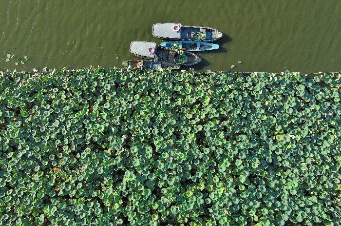 杭州西湖荷叶莲蓬爱心义卖
