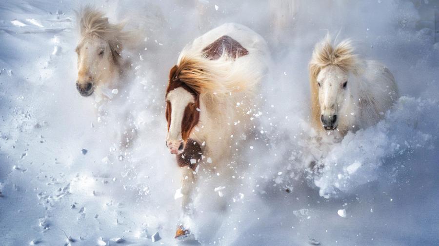 内蒙古赤峰：骏马踏雪飞驰乌兰布统草原