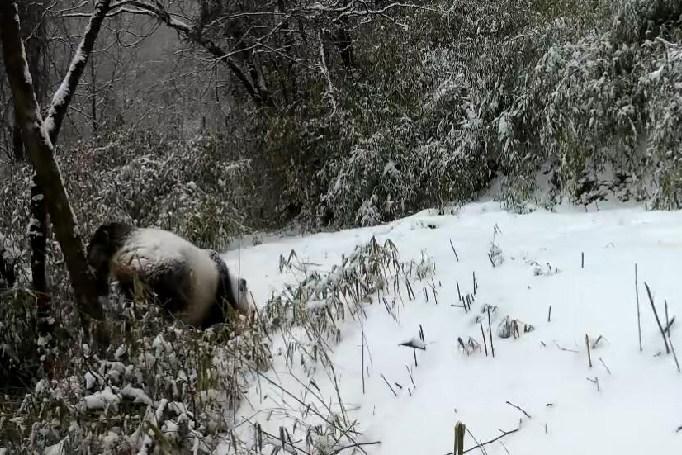 大熊猫变身“功夫熊猫”表演倒立