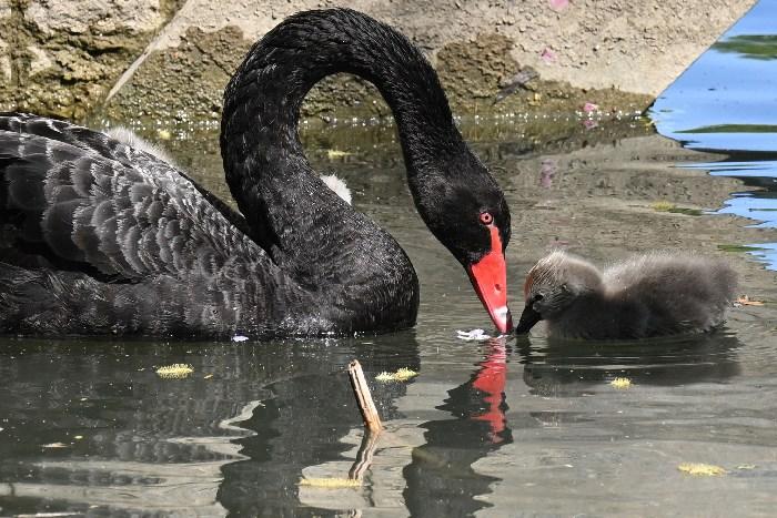 北京玉渊潭公园天鹅携仔“春游”