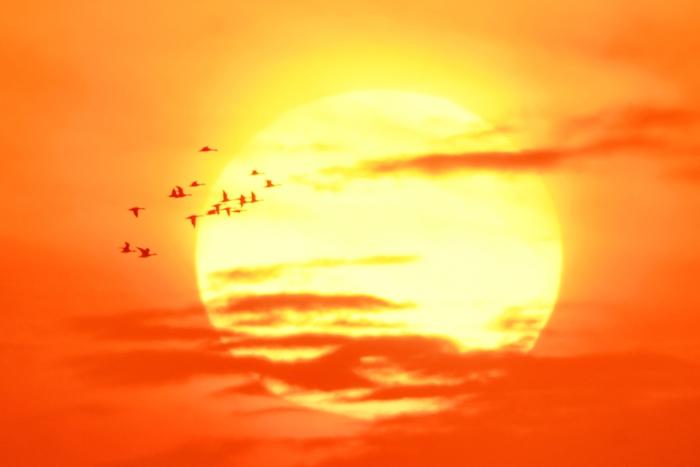 山东青岛：候鸟翔集秋光美